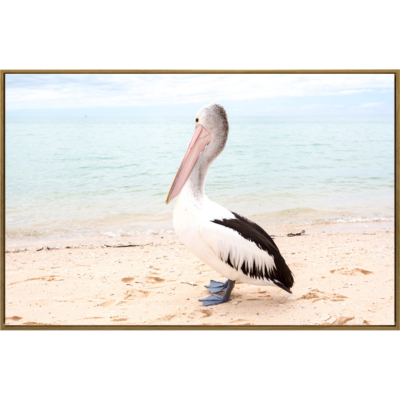 Brushed Percy Pelican